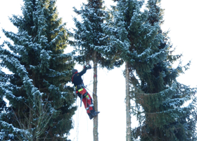 Volker Westphal Baumfaellungen Volker Westphal Baumfaellungen